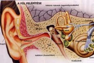 Dr. Beh Mária Fül-orr-gégész Székesfehérvár kép