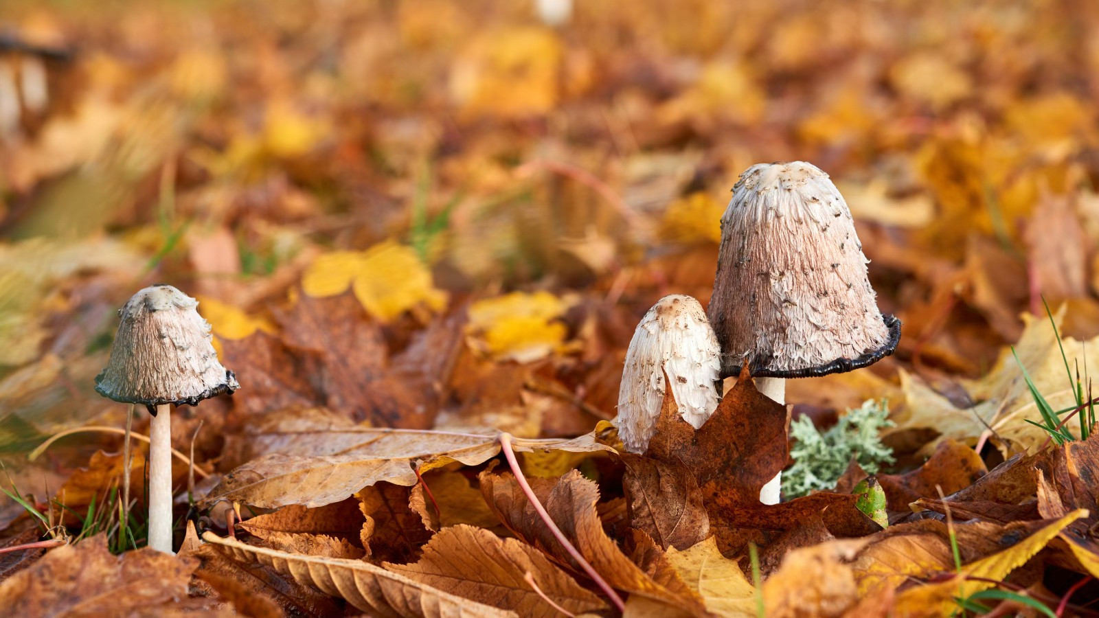 Gombakirály Bio Gyógygomba Szeged, Bio Gyógynövény Szeged kép