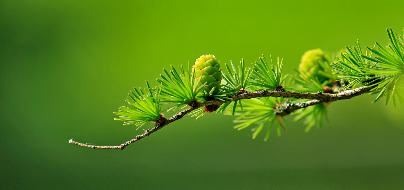 Szőke Éva pszichológus, Nevelési tanácsadó online Miskolc kép