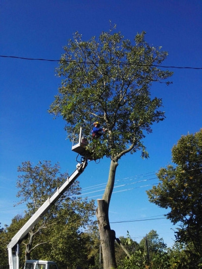Emelőkosaras daru bérbeadás, Fakivágás emelőkosárról Kovács Roland Győr kép