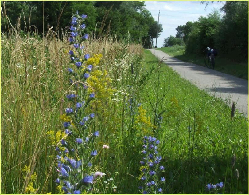 Dr. Saródyné Kemény Vera pszichológus Érd kép