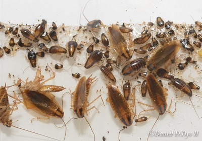 Cservenyák Tamás Rovar és rágcsálóirtás Borsod megye kép