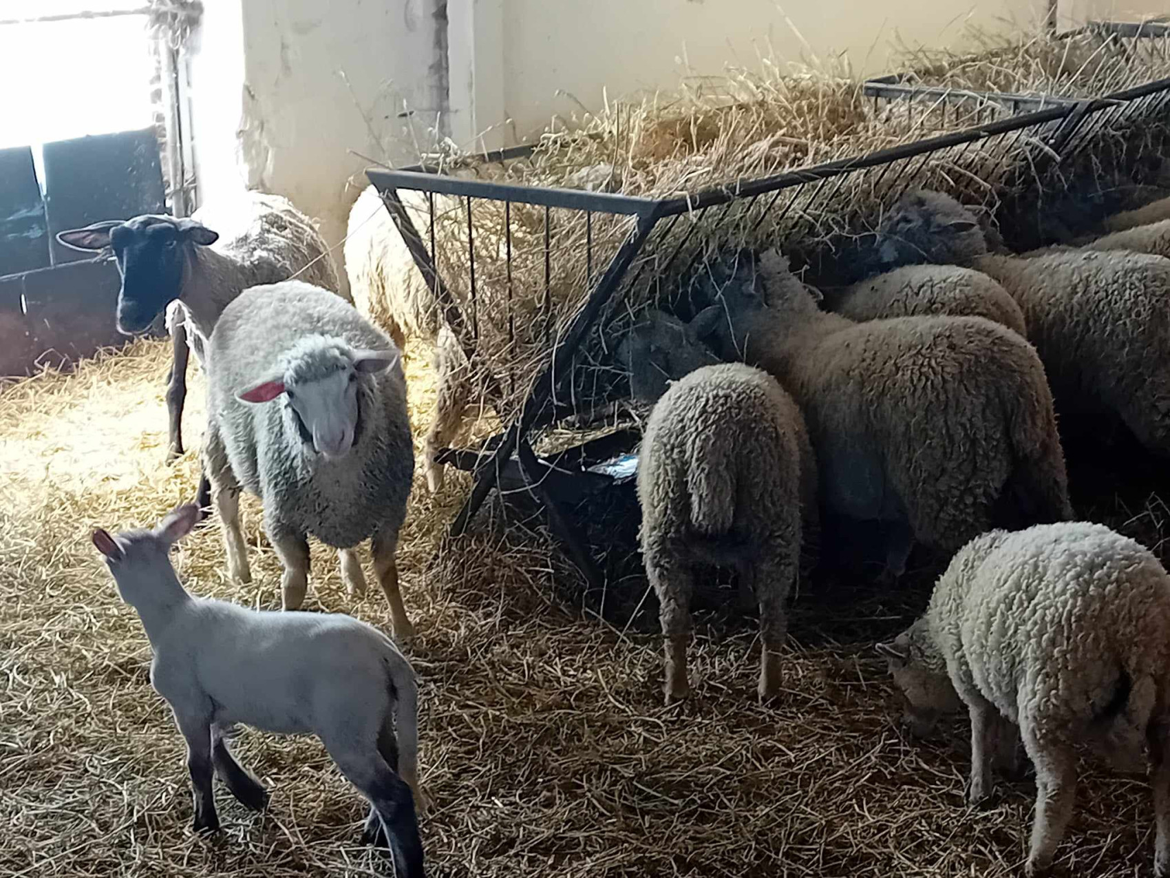 PC Mérnökiroda Kft. mezőgazdasági-, erdészeti-, élelmiszeripari-, gépészeti képzés, vadász képzés Nógrád megye kép