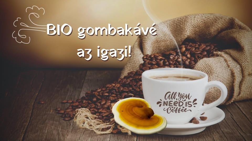 Gombakirály Bio Gyógygomba Szeged, Bio Gyógynövény Szeged kép