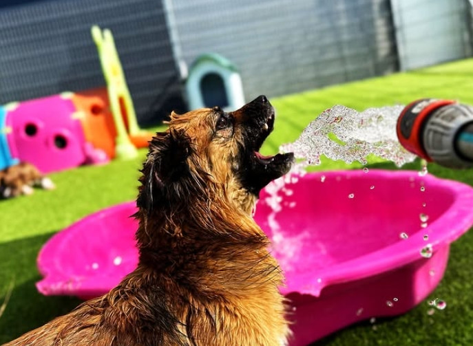 Dogmopolite Kutyakozmetika Kutyapanzió és Napközi kép